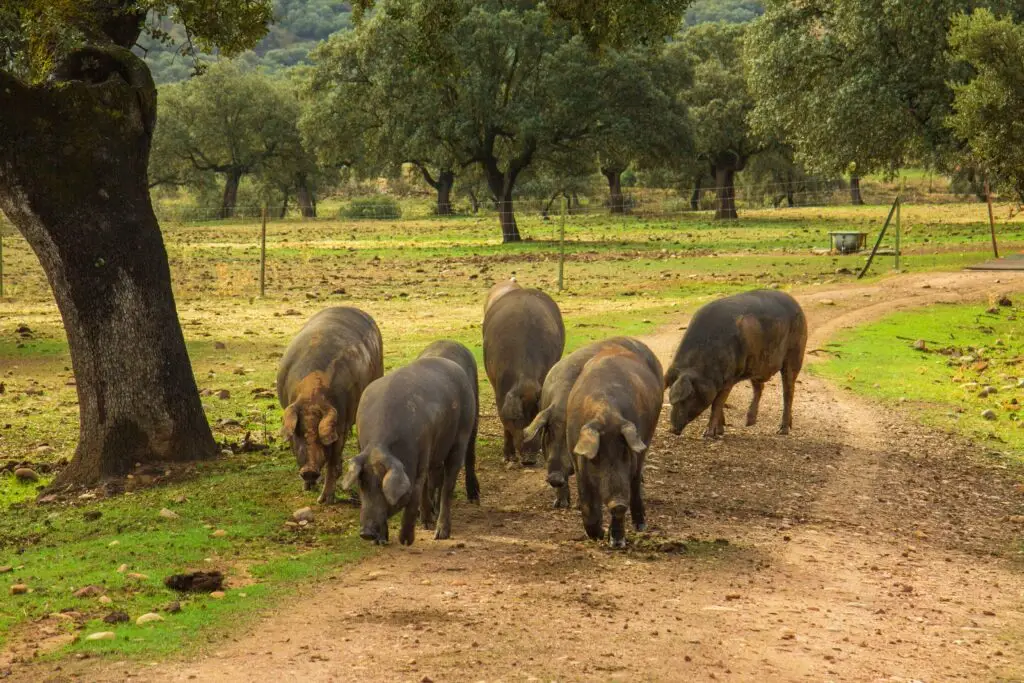 Extremadura 3 valles