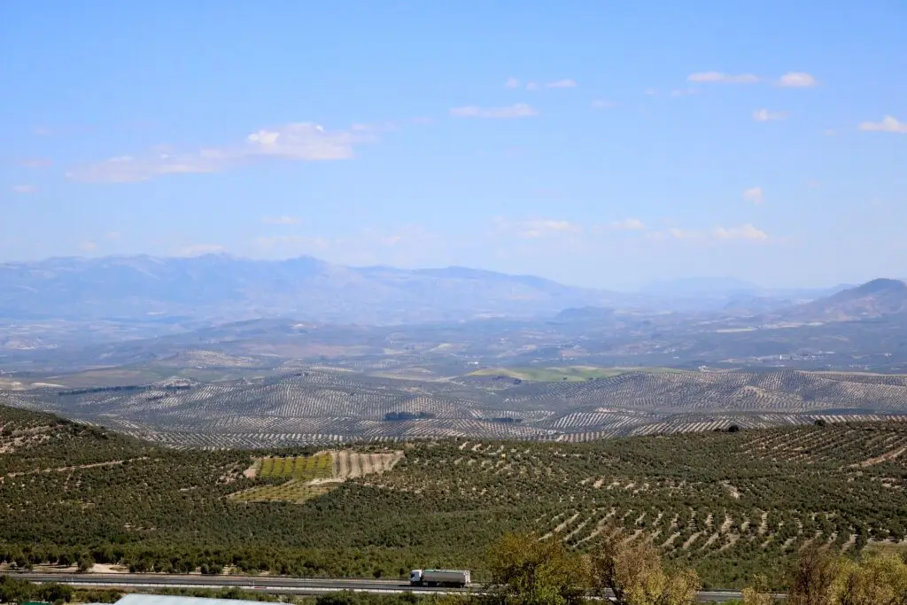 Jaén, aceitunero por un día